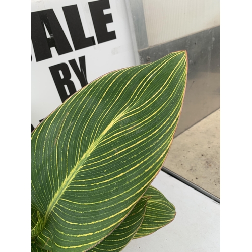 2 - TWO EXCLUSIVE VARIETY LARGE CANNA APPROX 80CM IN HEIGHT IN 2 LTR POTS PLUS VAT TO BE SOLD FOR THE TW... 