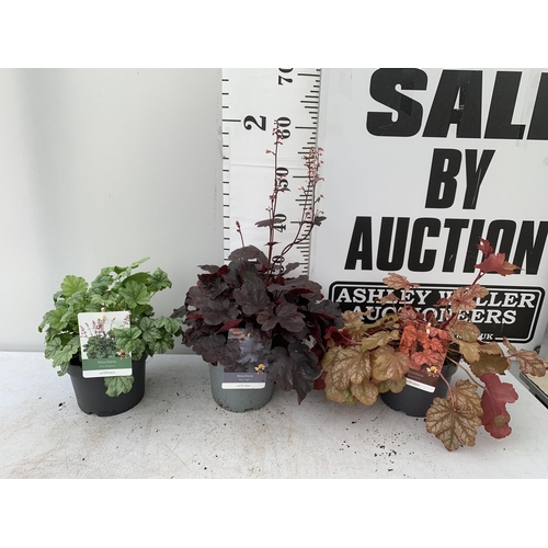 20 - THREE MIXED HEUCHERAS IN 2 LTR POTS 30-50CM IN HEIGHT PLUS VAT TO BE SOLD FOR THE THREE