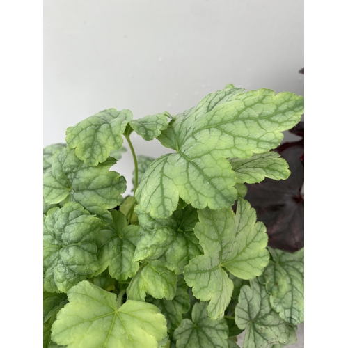 20 - THREE MIXED HEUCHERAS IN 2 LTR POTS 30-50CM IN HEIGHT PLUS VAT TO BE SOLD FOR THE THREE