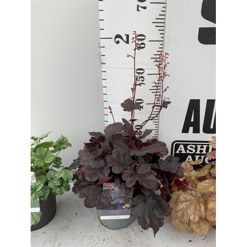 20 - THREE MIXED HEUCHERAS IN 2 LTR POTS 30-50CM IN HEIGHT PLUS VAT TO BE SOLD FOR THE THREE