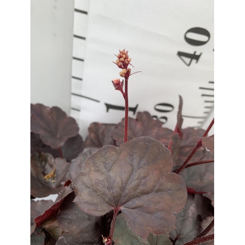 20 - THREE MIXED HEUCHERAS IN 2 LTR POTS 30-50CM IN HEIGHT PLUS VAT TO BE SOLD FOR THE THREE