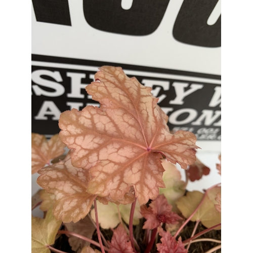 20 - THREE MIXED HEUCHERAS IN 2 LTR POTS 30-50CM IN HEIGHT PLUS VAT TO BE SOLD FOR THE THREE