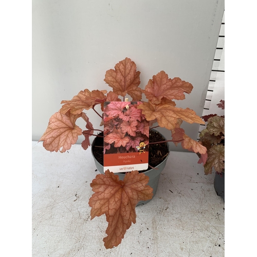 21 - THREE MIXED HEUCHERAS IN 2 LTR POTS 30-50CM IN HEIGHT PLUS VAT TO BE SOLD FOR THE THREE