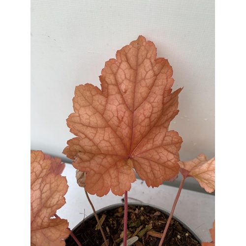 21 - THREE MIXED HEUCHERAS IN 2 LTR POTS 30-50CM IN HEIGHT PLUS VAT TO BE SOLD FOR THE THREE