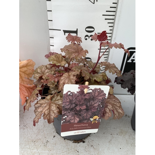 21 - THREE MIXED HEUCHERAS IN 2 LTR POTS 30-50CM IN HEIGHT PLUS VAT TO BE SOLD FOR THE THREE