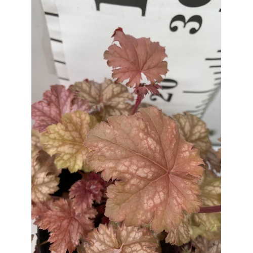 21 - THREE MIXED HEUCHERAS IN 2 LTR POTS 30-50CM IN HEIGHT PLUS VAT TO BE SOLD FOR THE THREE