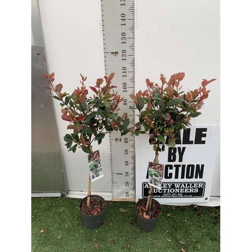 22 - TWO PHOTINIA FRASERI STANDARD TREES 'LITTLE RED ROBIN' APPROX 110-120CM IN HEIGHT IN 3 LTR POTS PLUS... 