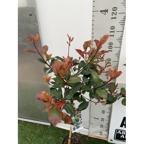 22 - TWO PHOTINIA FRASERI STANDARD TREES 'LITTLE RED ROBIN' APPROX 110-120CM IN HEIGHT IN 3 LTR POTS PLUS... 