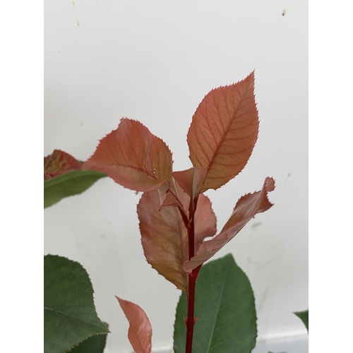 22 - TWO PHOTINIA FRASERI STANDARD TREES 'LITTLE RED ROBIN' APPROX 110-120CM IN HEIGHT IN 3 LTR POTS PLUS... 