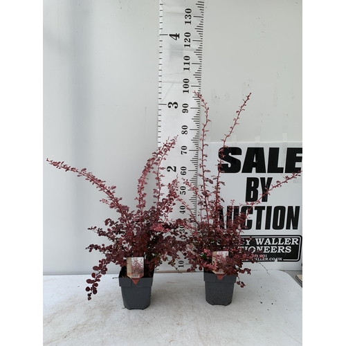 23 - TWO BERBERIS THUNBERGII HARLEQUIN IN TWO LITRE POTS APPROX 50CM TALL PLUS VAT TO BE SOLD FOR THE TWO