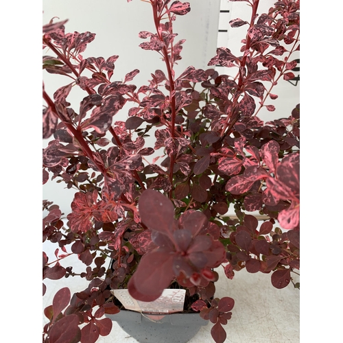 23 - TWO BERBERIS THUNBERGII HARLEQUIN IN TWO LITRE POTS APPROX 50CM TALL PLUS VAT TO BE SOLD FOR THE TWO