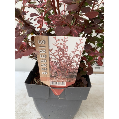 23 - TWO BERBERIS THUNBERGII HARLEQUIN IN TWO LITRE POTS APPROX 50CM TALL PLUS VAT TO BE SOLD FOR THE TWO