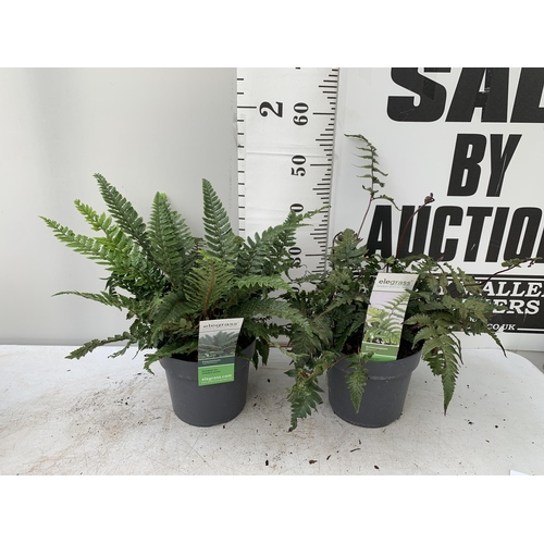 24 - TWO LARGE ELEGRASS FERNS IN 3 LTR POTS 40-60CM TALL TO BE SOLD FOR THE TWO PLUS VAT