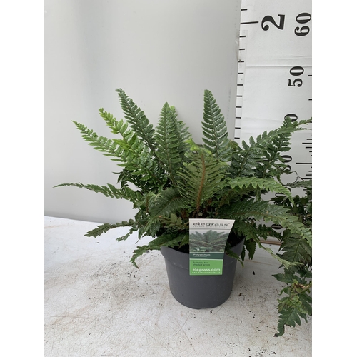 24 - TWO LARGE ELEGRASS FERNS IN 3 LTR POTS 40-60CM TALL TO BE SOLD FOR THE TWO PLUS VAT