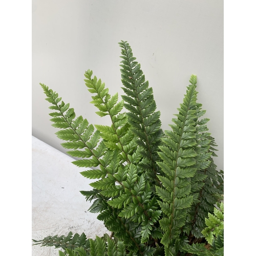 24 - TWO LARGE ELEGRASS FERNS IN 3 LTR POTS 40-60CM TALL TO BE SOLD FOR THE TWO PLUS VAT