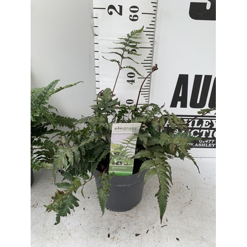 24 - TWO LARGE ELEGRASS FERNS IN 3 LTR POTS 40-60CM TALL TO BE SOLD FOR THE TWO PLUS VAT