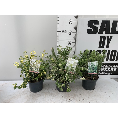 25 - THREE EUONYMOUS FORTUNA IN 2 LTR POTS APPROX 40CM IN HEIGHT PLUS VAT TO BE SOLD FOR THE TWO