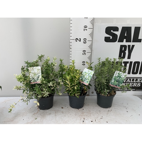 26 - THREE EUONYMOUS FORTUNA IN 2 LTR POTS APPROX 40CM IN HEIGHT PLUS VAT TO BE SOLD FOR THE TWO