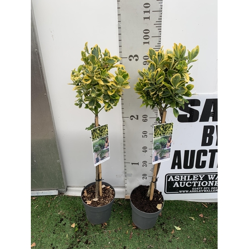 27 - THREE EUONYMUS JAPONICUS 'MARIEKE' STANDARD TREES IN 3 LTR POTS APPROX ONE METRE IN HEIGHT PLUS VAT ... 