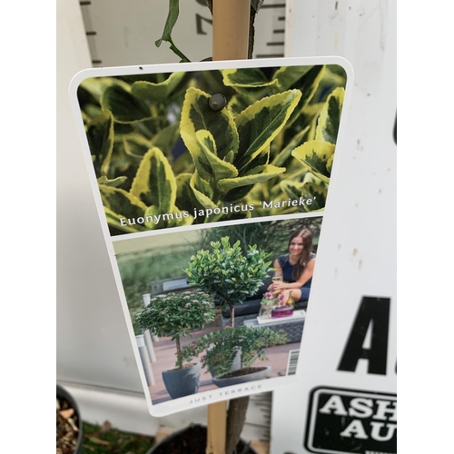 27 - THREE EUONYMUS JAPONICUS 'MARIEKE' STANDARD TREES IN 3 LTR POTS APPROX ONE METRE IN HEIGHT PLUS VAT ... 