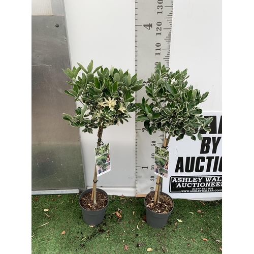 28 - TWO STANDARD EUONYMUS JAPONICUS 'KATHY' TREES IN 3 LTR POTS APPROX 110CM IN HEIGHT PLUS VAT TO BE SO... 