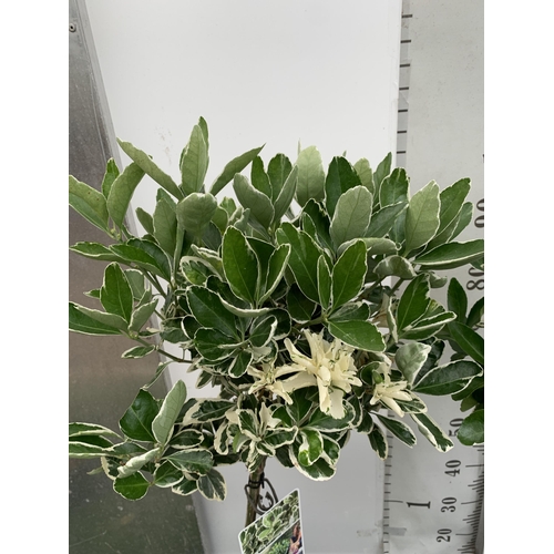 28 - TWO STANDARD EUONYMUS JAPONICUS 'KATHY' TREES IN 3 LTR POTS APPROX 110CM IN HEIGHT PLUS VAT TO BE SO... 