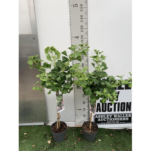 29 - TWO GINKGO BILOBA 'MARIKEN' STANDARD TREES IN 3 LTR POTS APPROX 110CM IN HEIGHT PLUS VAT TO BE SOLD ... 