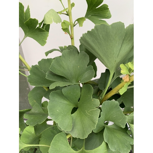 29 - TWO GINKGO BILOBA 'MARIKEN' STANDARD TREES IN 3 LTR POTS APPROX 110CM IN HEIGHT PLUS VAT TO BE SOLD ... 