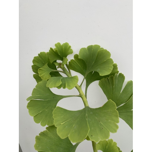 29 - TWO GINKGO BILOBA 'MARIKEN' STANDARD TREES IN 3 LTR POTS APPROX 110CM IN HEIGHT PLUS VAT TO BE SOLD ... 