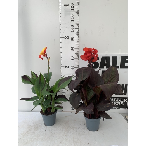 3 - TWO EXCLUSIVE VARIETY LARGE CANNA APPROX 80CM IN HEIGHT IN 2 LTR POTS PLUS VAT TO BE SOLD FOR THE TW... 