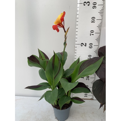 3 - TWO EXCLUSIVE VARIETY LARGE CANNA APPROX 80CM IN HEIGHT IN 2 LTR POTS PLUS VAT TO BE SOLD FOR THE TW... 