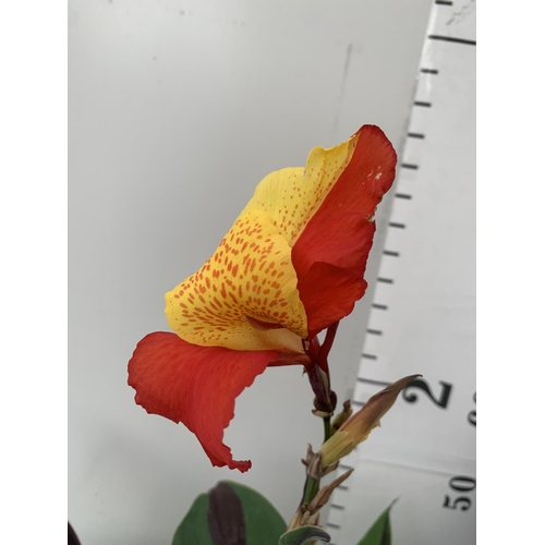 3 - TWO EXCLUSIVE VARIETY LARGE CANNA APPROX 80CM IN HEIGHT IN 2 LTR POTS PLUS VAT TO BE SOLD FOR THE TW... 