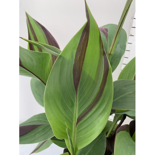 3 - TWO EXCLUSIVE VARIETY LARGE CANNA APPROX 80CM IN HEIGHT IN 2 LTR POTS PLUS VAT TO BE SOLD FOR THE TW... 