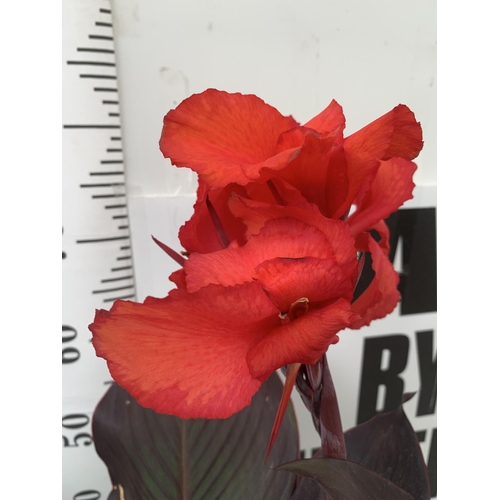 3 - TWO EXCLUSIVE VARIETY LARGE CANNA APPROX 80CM IN HEIGHT IN 2 LTR POTS PLUS VAT TO BE SOLD FOR THE TW... 