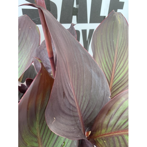 3 - TWO EXCLUSIVE VARIETY LARGE CANNA APPROX 80CM IN HEIGHT IN 2 LTR POTS PLUS VAT TO BE SOLD FOR THE TW... 