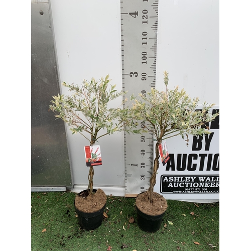 30 - TWO STANDARD TWISTED STEM PLAITED SALIX INTEGRA 'FLAMINGO' APPROX 100CM IN HEIGHT IN 3 LTR POTS PLUS... 