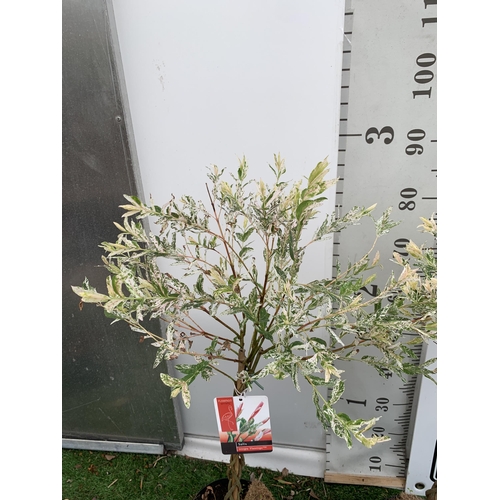 30 - TWO STANDARD TWISTED STEM PLAITED SALIX INTEGRA 'FLAMINGO' APPROX 100CM IN HEIGHT IN 3 LTR POTS PLUS... 