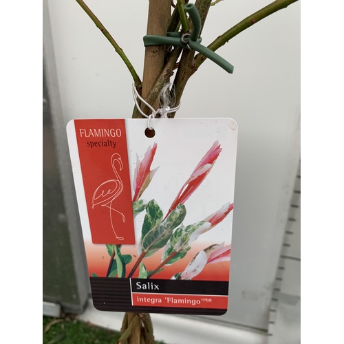 30 - TWO STANDARD TWISTED STEM PLAITED SALIX INTEGRA 'FLAMINGO' APPROX 100CM IN HEIGHT IN 3 LTR POTS PLUS... 