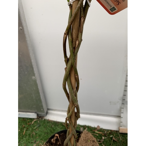 30 - TWO STANDARD TWISTED STEM PLAITED SALIX INTEGRA 'FLAMINGO' APPROX 100CM IN HEIGHT IN 3 LTR POTS PLUS... 