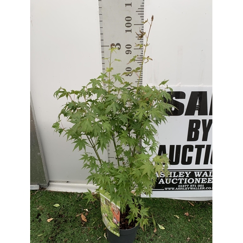 31 - TWO ACER PALMATUMS 'TROMPENBURG' AND 'ORANGE DREAM' IN 3 LTR POTS APPROX 80-100CM IN HEIGHT PLUS VAT... 