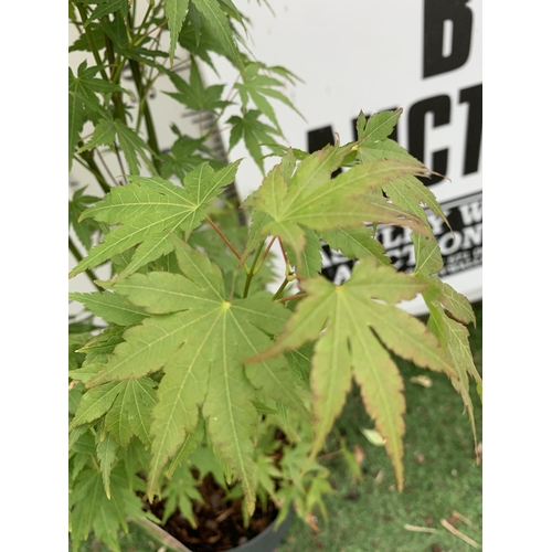 31 - TWO ACER PALMATUMS 'TROMPENBURG' AND 'ORANGE DREAM' IN 3 LTR POTS APPROX 80-100CM IN HEIGHT PLUS VAT... 