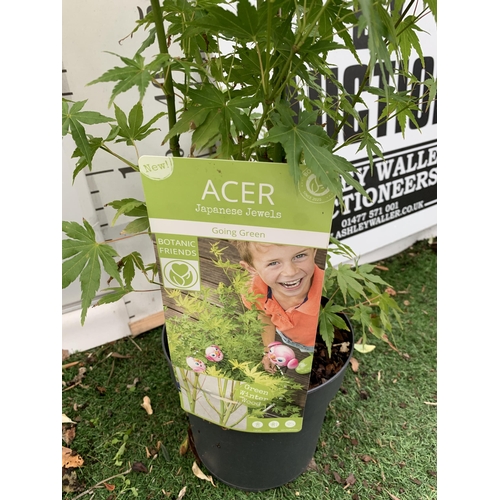 31 - TWO ACER PALMATUMS 'TROMPENBURG' AND 'ORANGE DREAM' IN 3 LTR POTS APPROX 80-100CM IN HEIGHT PLUS VAT... 