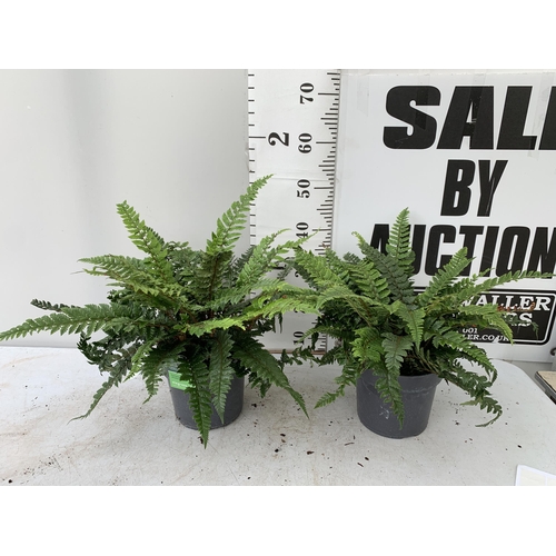 32 - TWO LARGE ELEGRASS FERNS IN 3 LTR POTS APPROX 70CM TALL PLUS VAT TO BE SOLD FOR THE TWO