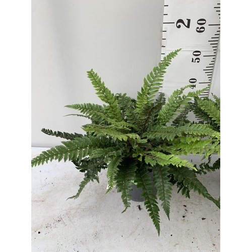 32 - TWO LARGE ELEGRASS FERNS IN 3 LTR POTS APPROX 70CM TALL PLUS VAT TO BE SOLD FOR THE TWO