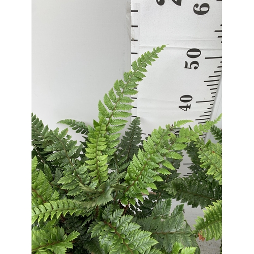 32 - TWO LARGE ELEGRASS FERNS IN 3 LTR POTS APPROX 70CM TALL PLUS VAT TO BE SOLD FOR THE TWO