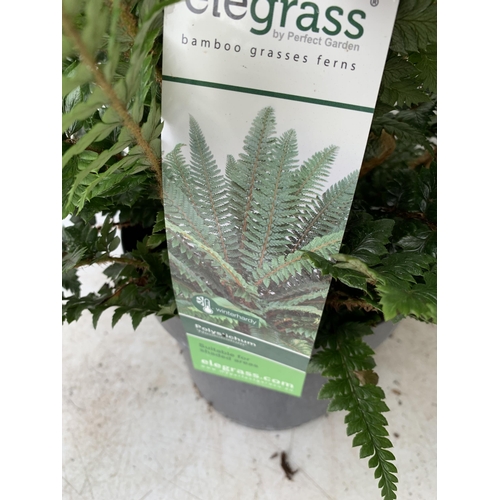 32 - TWO LARGE ELEGRASS FERNS IN 3 LTR POTS APPROX 70CM TALL PLUS VAT TO BE SOLD FOR THE TWO