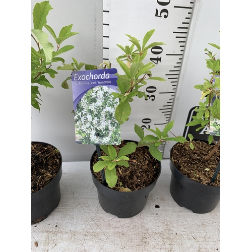 34 - TWO EXOCHORDA BLUSHING PEARL IN 2 LTR POTS 40CM TALL PLUS VAT TO BE SOLD FOR THE THREE