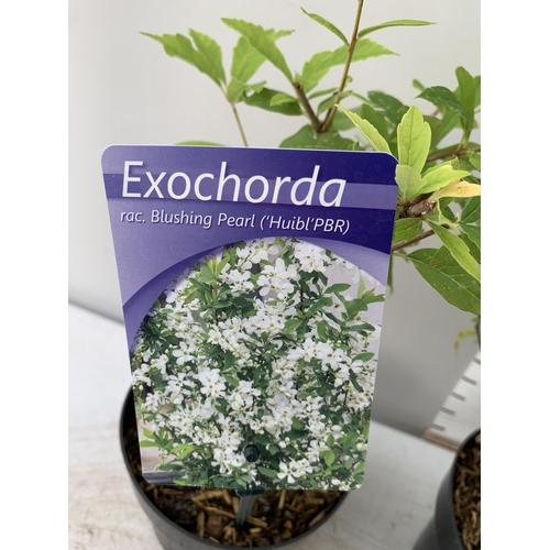 34 - TWO EXOCHORDA BLUSHING PEARL IN 2 LTR POTS 40CM TALL PLUS VAT TO BE SOLD FOR THE THREE