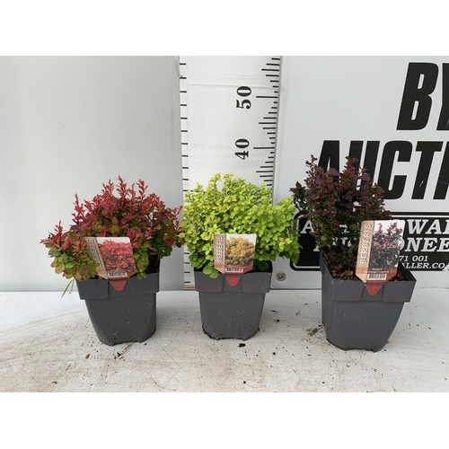 35 - THREE ASSORTED BERBERIS THUNBERGII IN 2 LTR POTS PLUS VAT APPROX 30CM- 50CM IN HEIGHT TO BE SOLD FOR... 