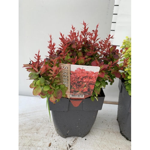 35 - THREE ASSORTED BERBERIS THUNBERGII IN 2 LTR POTS PLUS VAT APPROX 30CM- 50CM IN HEIGHT TO BE SOLD FOR... 